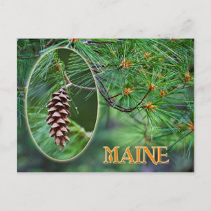 Maine State Flower: White Pine Cone and Tassel Postcard