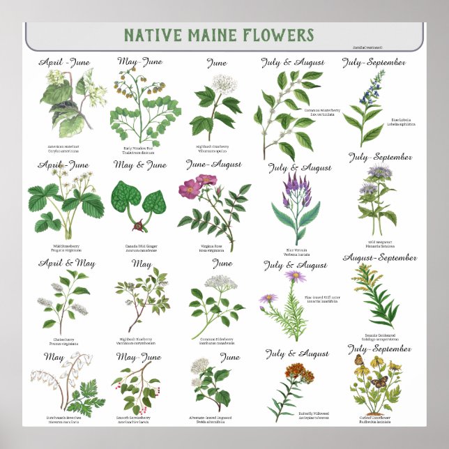 Maine Wildflowers Blossom Month Latin Name Poster (Front)