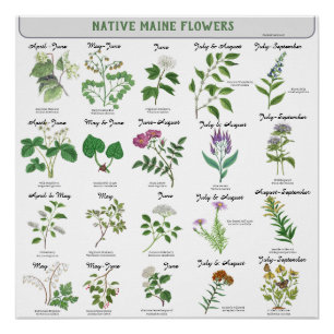 Maine Wildflowers Blossom Month Latin Name Poster