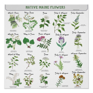 Maine Wildflowers Blossom Month Latin Name Poster