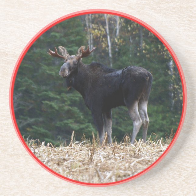 Maine Yearling Bull Moose Coaster (Front)