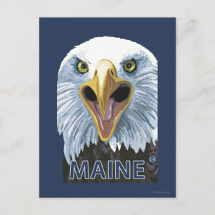 MaineEagle Up Close Postcard