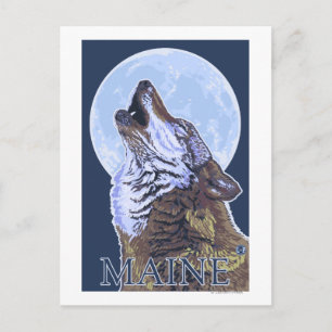 MaineHowling Wolf Postcard