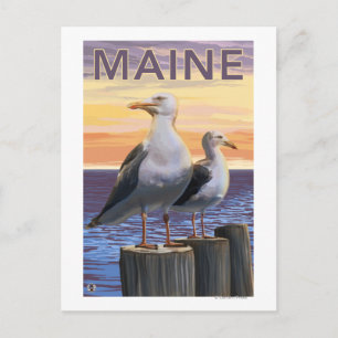 MaineSea Gulls Scene Postcard