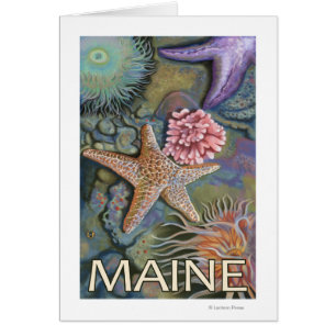 MaineTidepool Scene