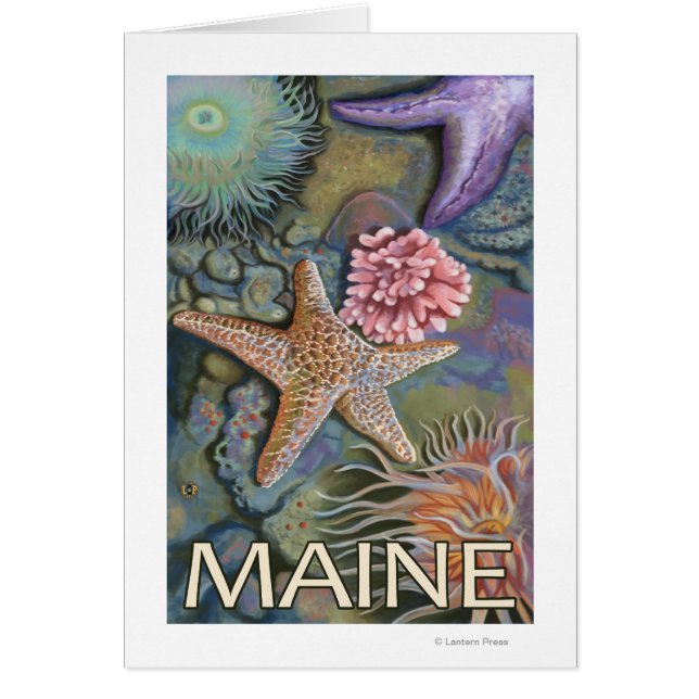 MaineTidepool Scene (Front)