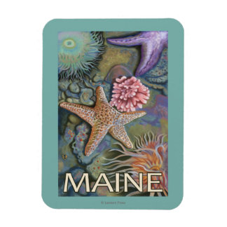 MaineTidepool Scene Magnet