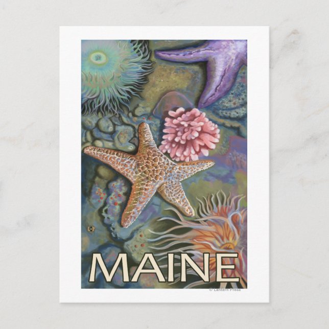 MaineTidepool Scene Postcard (Front)