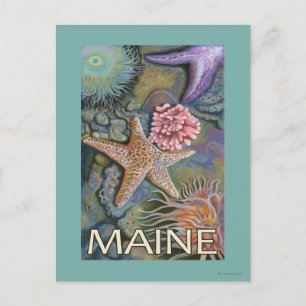 MaineTidepool Scene Postcard