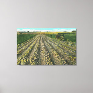 MaineView of a Potato Farm in Maine Canvas Print