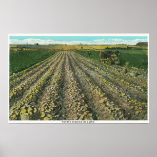 MaineView of a Potato Farm in Maine Poster