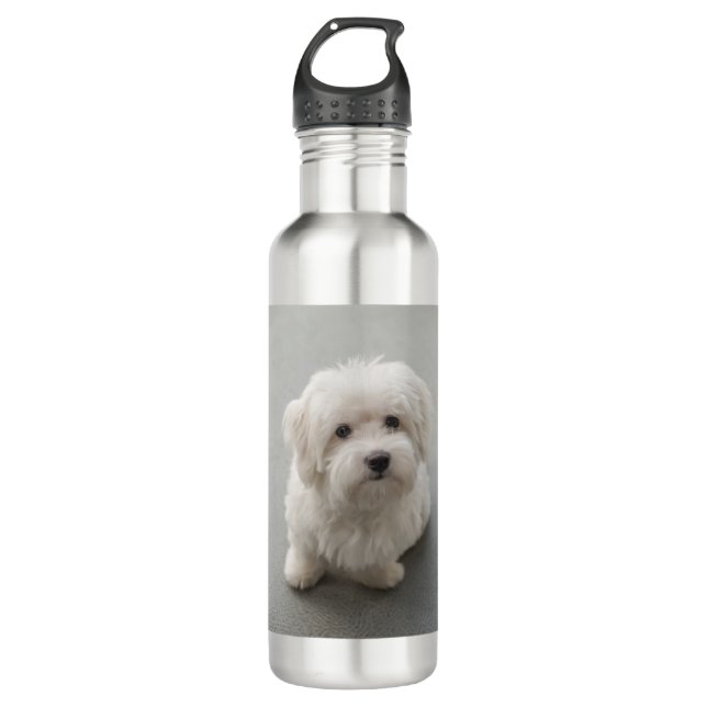 Maisie Coton de Tulear Puppy 710 Ml Water Bottle (Front)