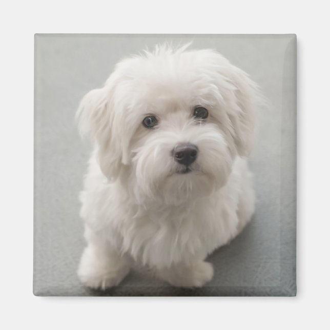 Maisie Coton de Tulear Puppy Magnet (Front)