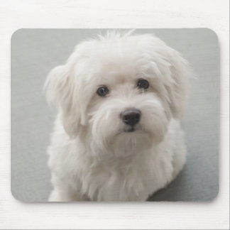 Maisie Coton de Tulear Puppy Mouse Mat