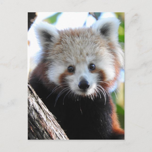 Maiya The Red Panda Postcard (Front)