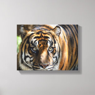 majest tiger face canvas print