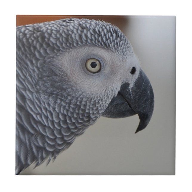 Majestic African Grey Parrot Tile (Front)