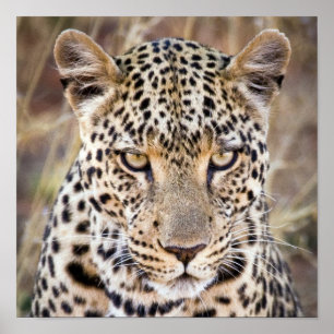 Majestic African Leopard Poster or Print