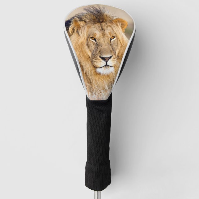 Majestic african lion wild animal photo golf head cover (Front)