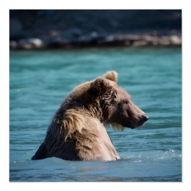 Majestic Alaskan Brown Bear Poster (Front)