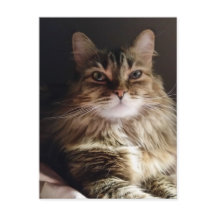 Majestic and beautiful cat