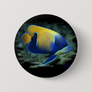 Majestic Angel Fish 6 Cm Round Badge