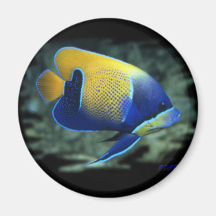 Majestic Angel Fish Magnet