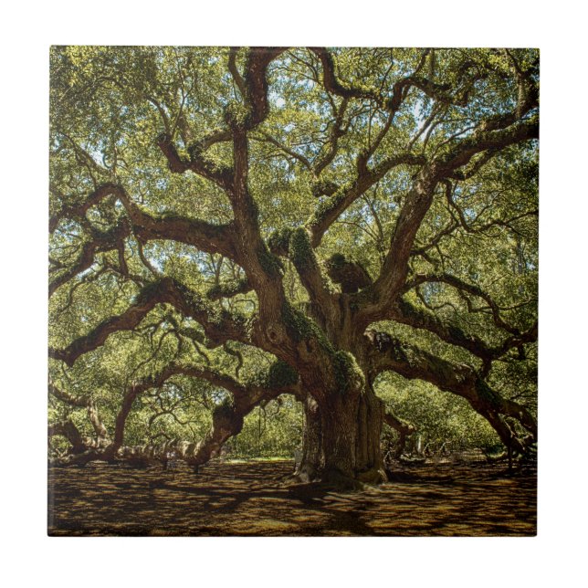 Majestic Angel Oak Tile (Front)