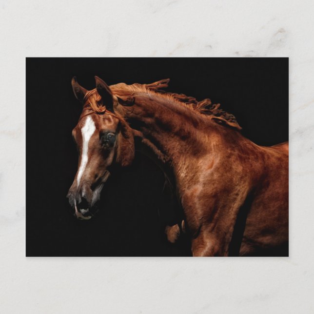 Majestic Arabian Postcard (Front)