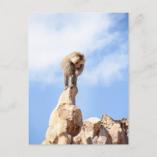 Majestic Baboon on Mountain Peak Postcard