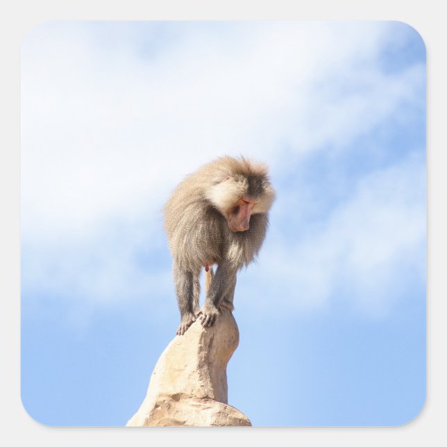 Majestic Baboon on Mountain Peak Square Sticker (Front)