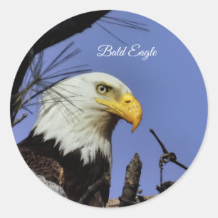 Majestic Bald Eagle Classic Round Sticker