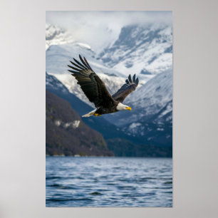 Majestic Bald Eagle Flying Low Over Snowy Water Po Poster