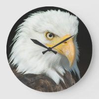 Majestic Bald Eagle Portrait