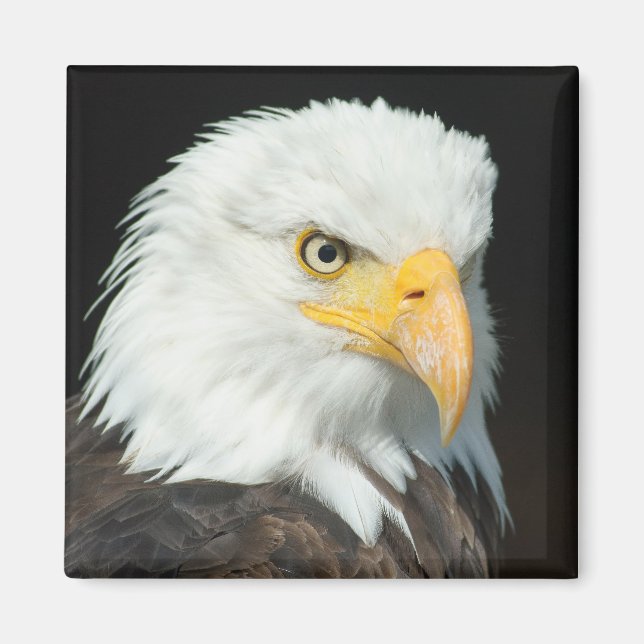 Majestic Bald Eagle Portrait Magnet (Front)
