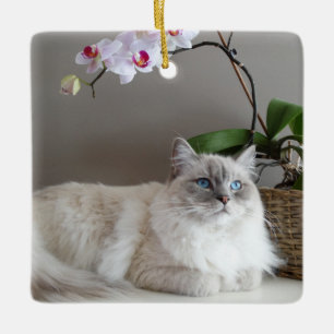 Majestic Balinese Cat Ceramic Ornament