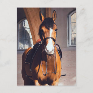 Majestic Bay Horse in Indoor Riding Arena Postcard