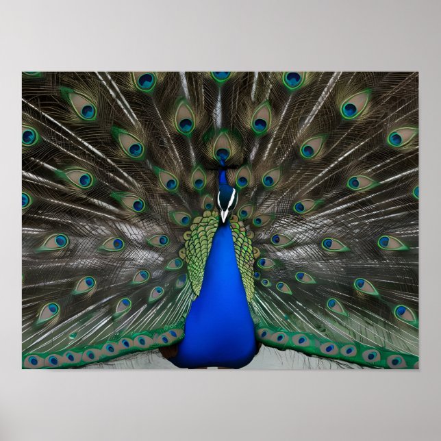 Majestic Beautiful Peacock Photos Poster (Front)