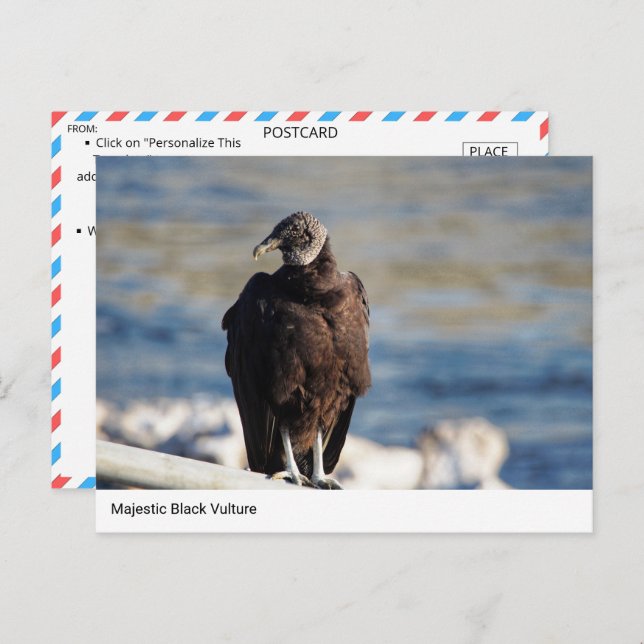 Majestic Black Vulture Postcard (Front/Back)