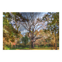 Majestic Black Walnut Tree