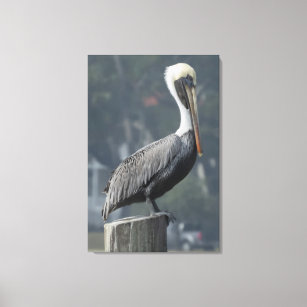 Majestic Brown Pelican on Wooden Post Canvas Print