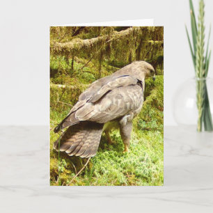 Majestic Buzzard Raptor Nature Lover Illustration Card
