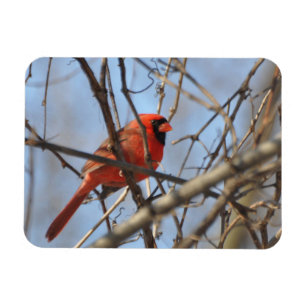 Majestic Cardinal Magnet
