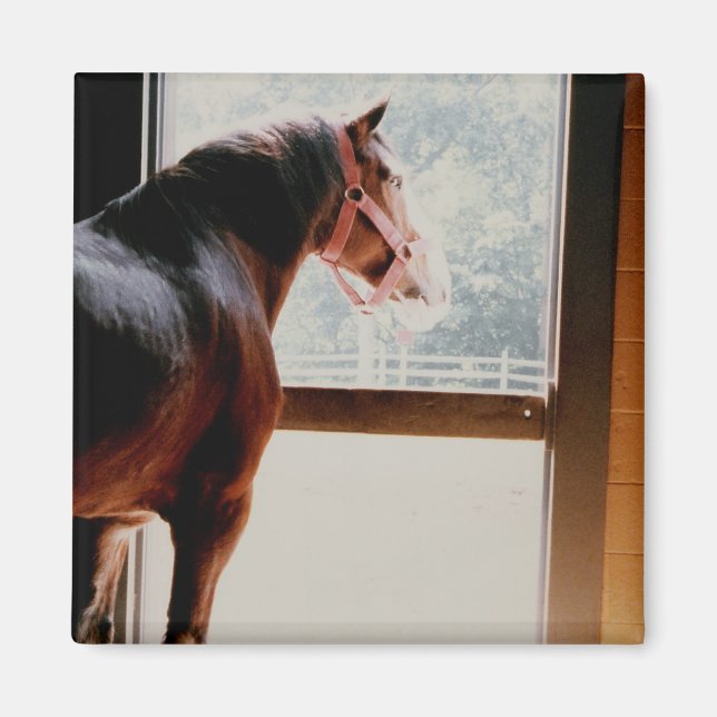 Majestic Clydesdale Magnet (Front)