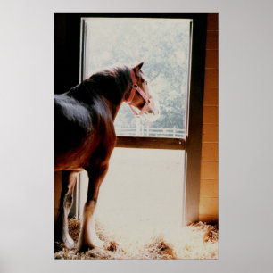 Majestic Clydesdale Poster