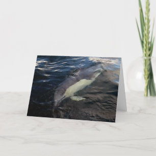 Majestic Common Dolphin Underwater Ocean Scene Card