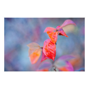 Majestic Cotoneaster Leaves Photo Print
