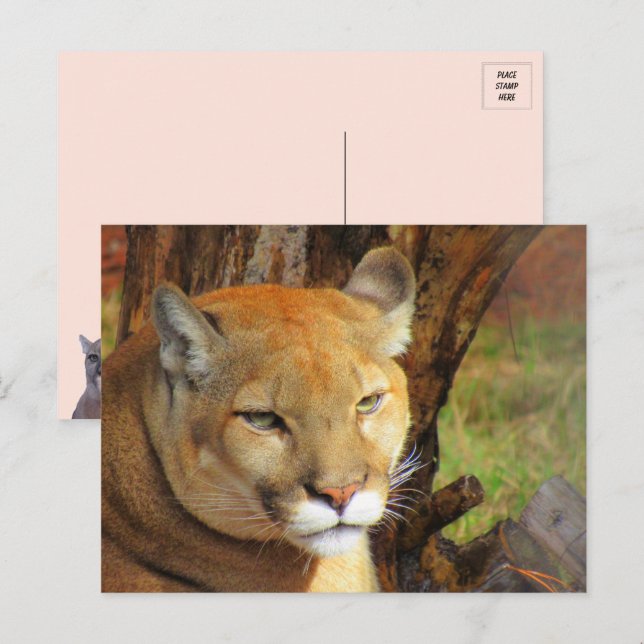 Majestic Cougar Postcard  (Front/Back)