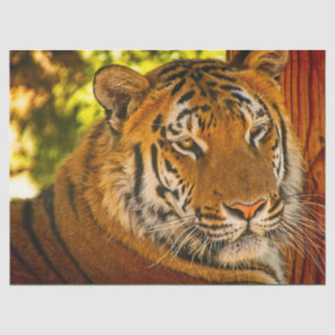 Majestic Face Tissue Paper