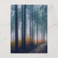 Majestic Forest Path